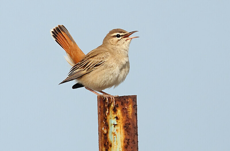 Rufous Scrub Robin - Lesvos 2025