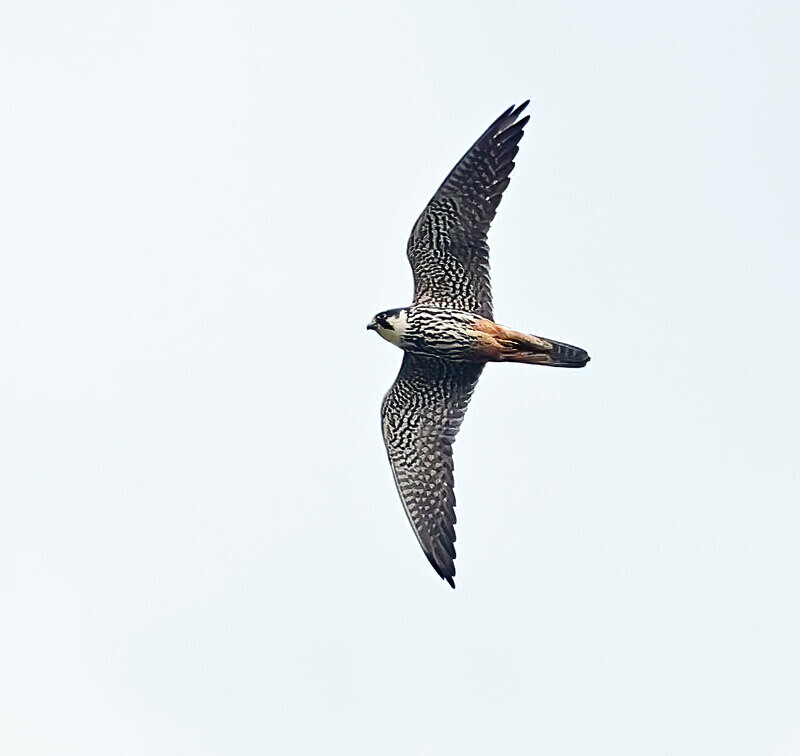 Hobby - Owls, Raptors, Corvids & Doves