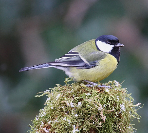 Great  Tit - Crests & Tits