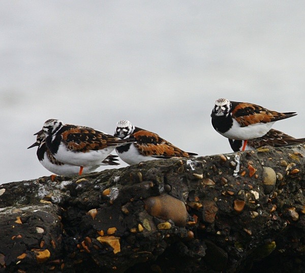 Turnstones - Waders and Plovers