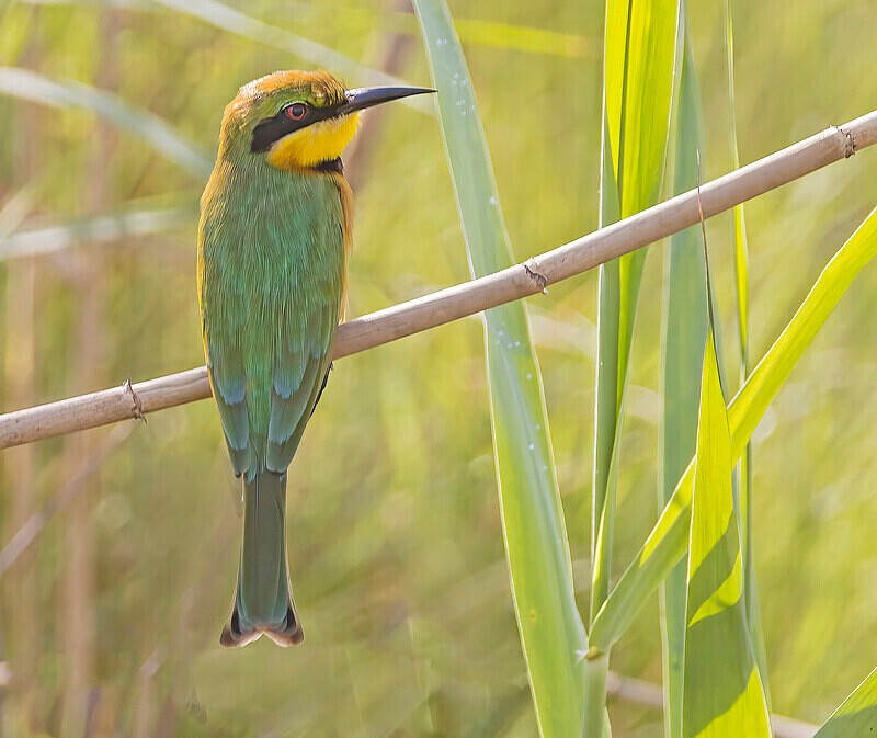 Little Bee eater - The Gambia Nov/Dec 2023