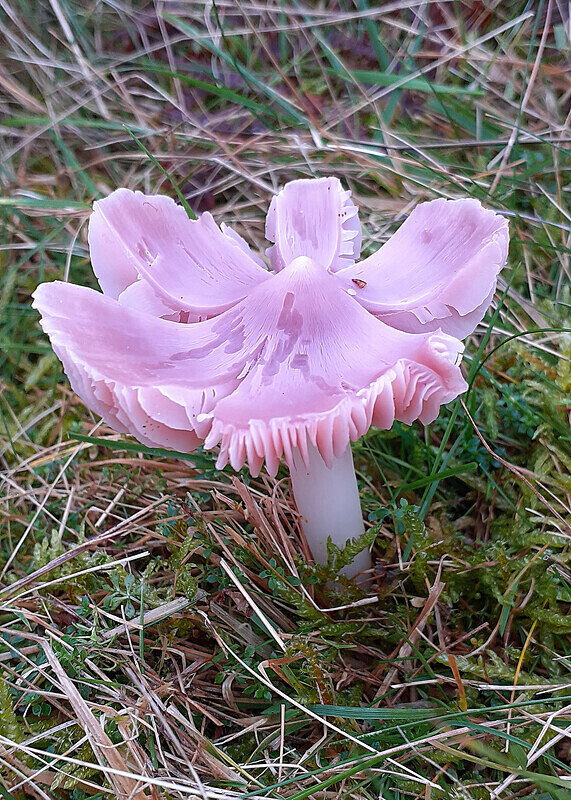 Pnk Waxcap - Waxcaps