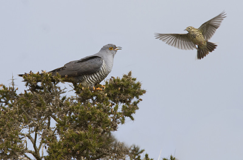 Male Cuckoo - Cuckoos