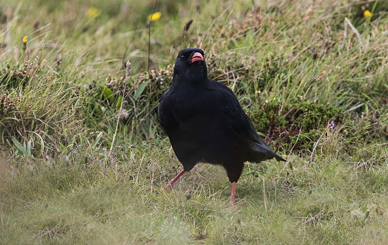 Chough - Owls, Raptors, Corvids & Doves