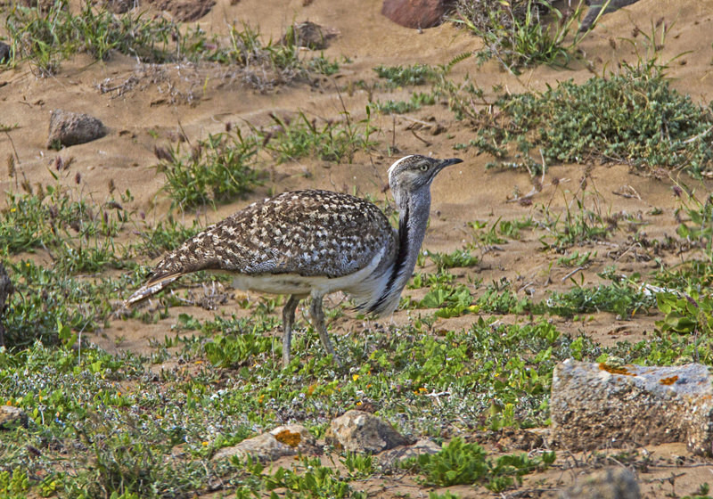 Houbara Bustard - Lanzarote