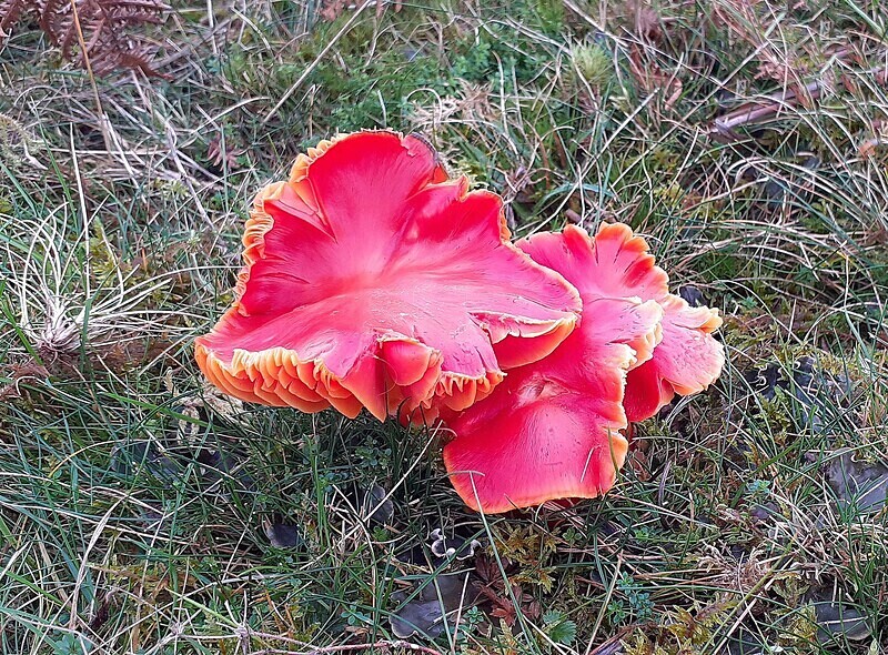 Scarlet / Splendid waxcap - Waxcaps