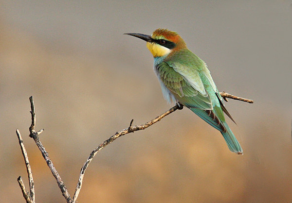 European Bee Eater - Cyprus Birds