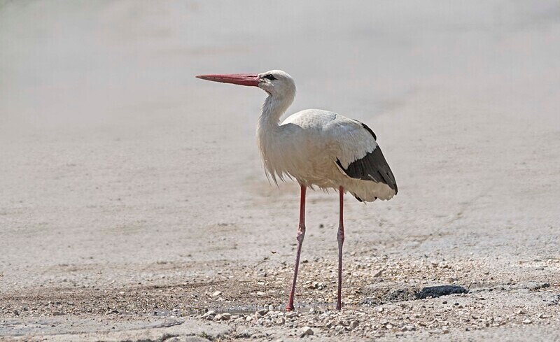 White Stork - Bulgaria and Romania 2019