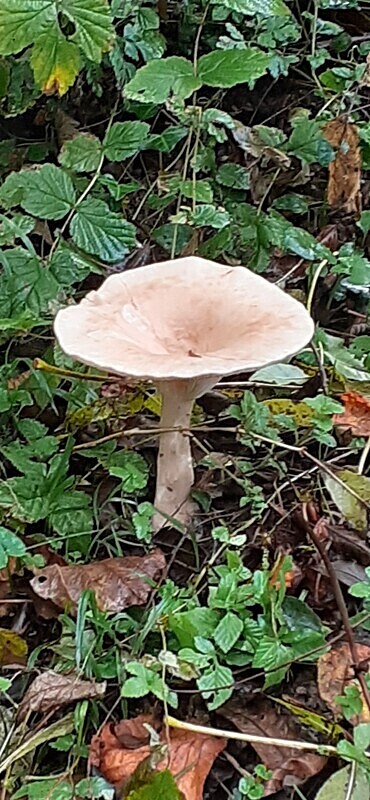 Trooping Funnel - Caps