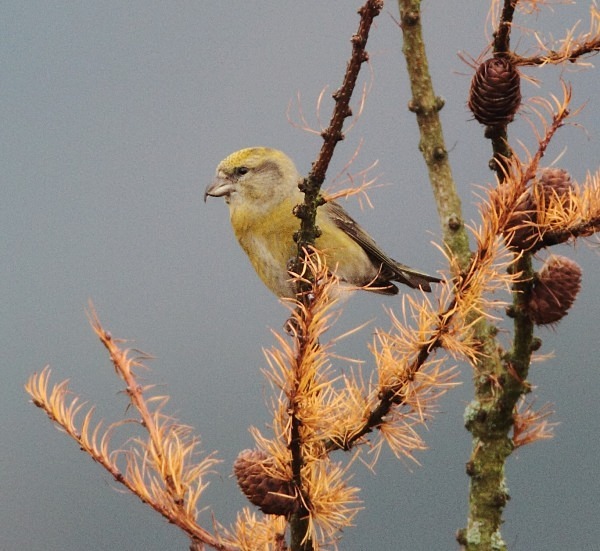Female Crossbill - Crossbills