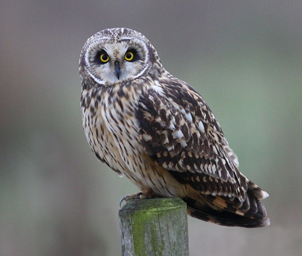 Short Eared Owl - Owls, Raptors, Corvids & Doves