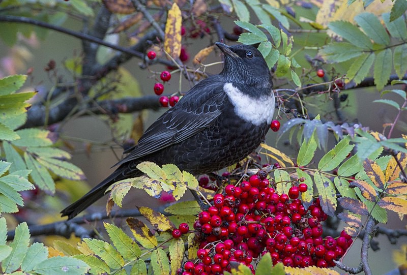 Male Ring Ouzel - Thrushes & Ouzels