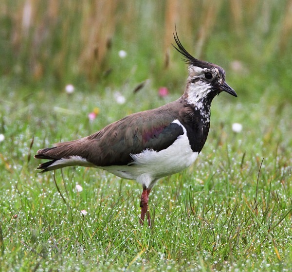 Lapwing - Norfolk, Spring 2012