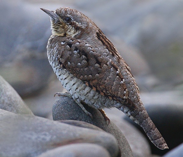 Wryneck - Woodpeckers & Wrynecks