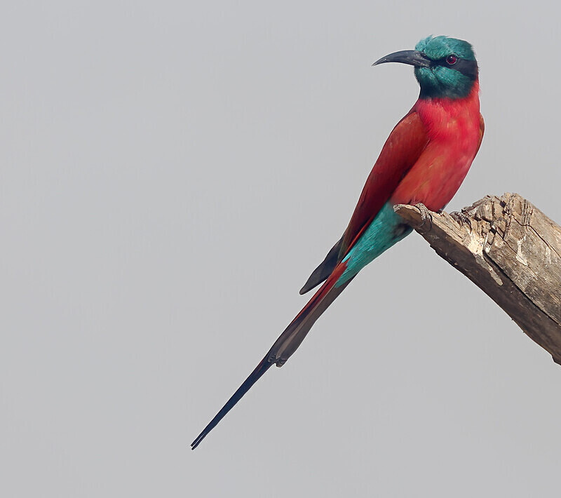 Northern Carmine Bee Eater - The Gambia Januarry 2026