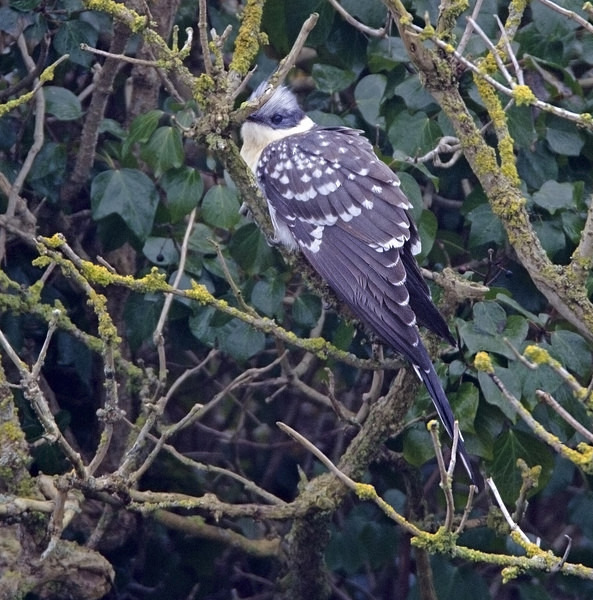 Great Spotted Cuckoo - Great Spotted Cuckoo