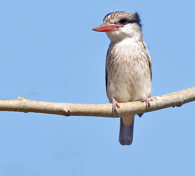 Striped Kingfisher - The Gambia Januarry 2026