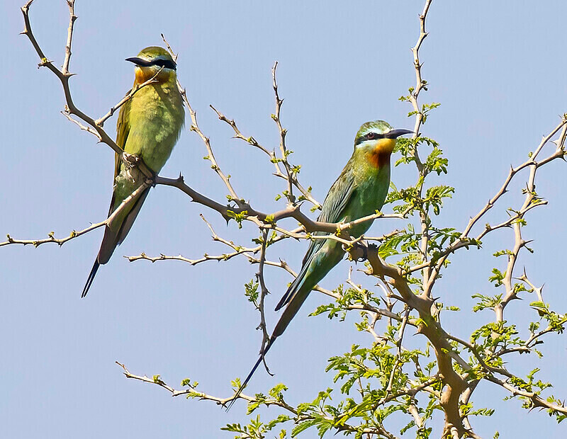 Blue Cheeked Bee Eaters - The Gambia Nov/Dec 2023