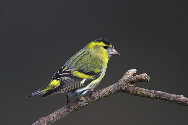 Siskin - Finches