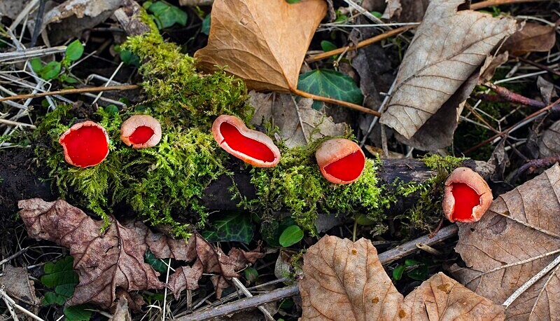 Scarlet Elf Cup - Cups