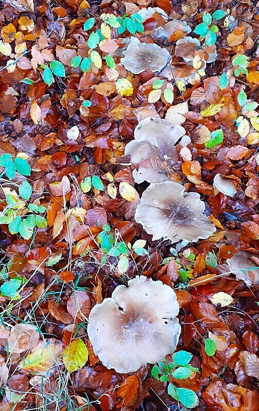 Clouded Funnel - Caps