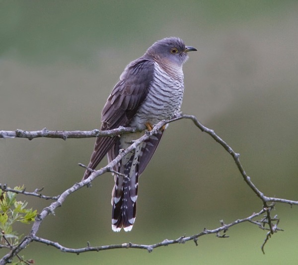 Female Cuckoo - Cuckoos, Shrikes & Waxwings