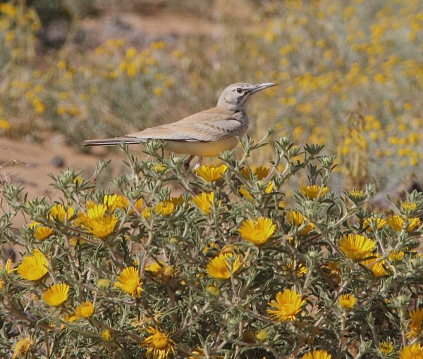 Hoopoe Lark - Morocco Birds