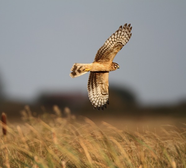 Female Hen Harrier - Norfolk, Autumn 2011