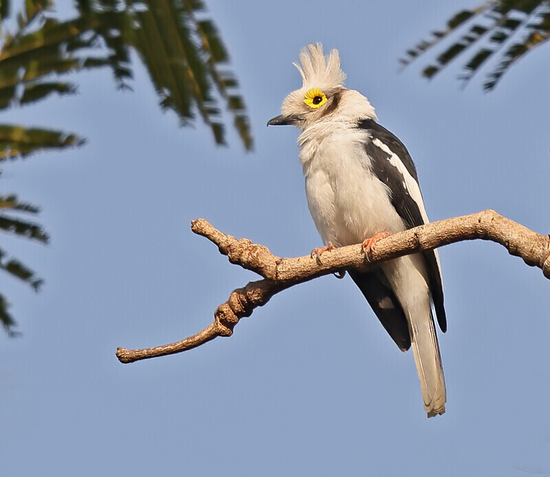 White Crested Helmet Shrike - The Gambia Januarry 2026