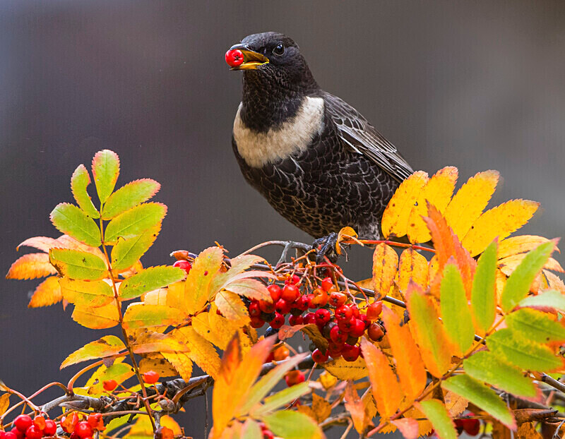 Ring Ouzel - Ring Ouzels