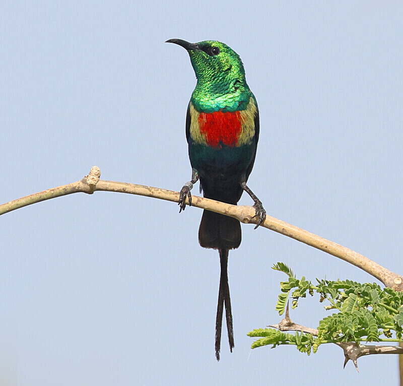 Beautiful Sunbird - The Gambia Januarry 2026