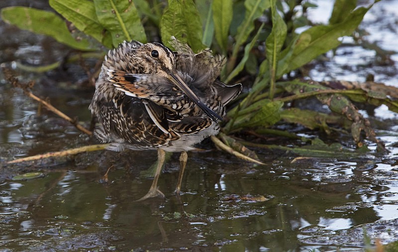 Common Snipe - Norfolk Autumn 2016