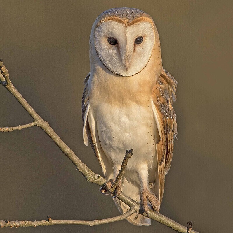 Barn Owl (Female) - Selection Box