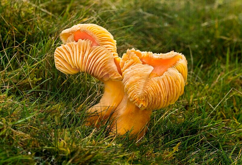 Meadow Waxcap - Waxcaps