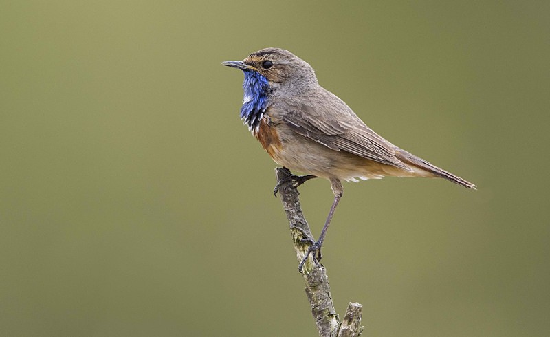 Male Bluethroat - Netherlands 2016