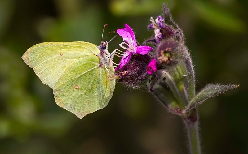 Brimstone. - Butterflies