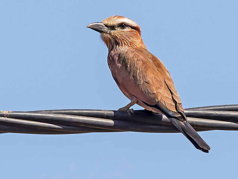 Rufous Crowned Roller - The Gambia Nov/Dec 2023