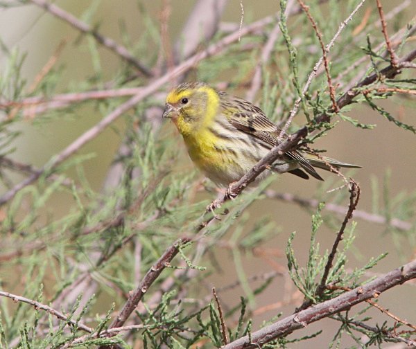 Serin - Morocco Birds