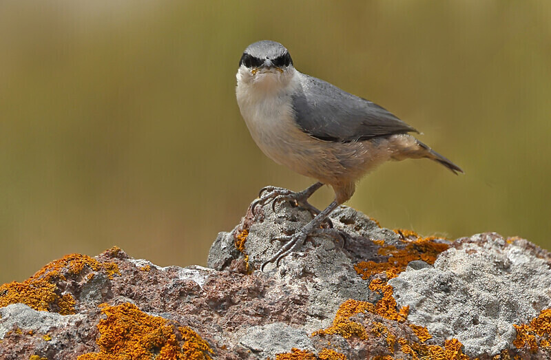 Rock Nuthatch - Lesvos 2025
