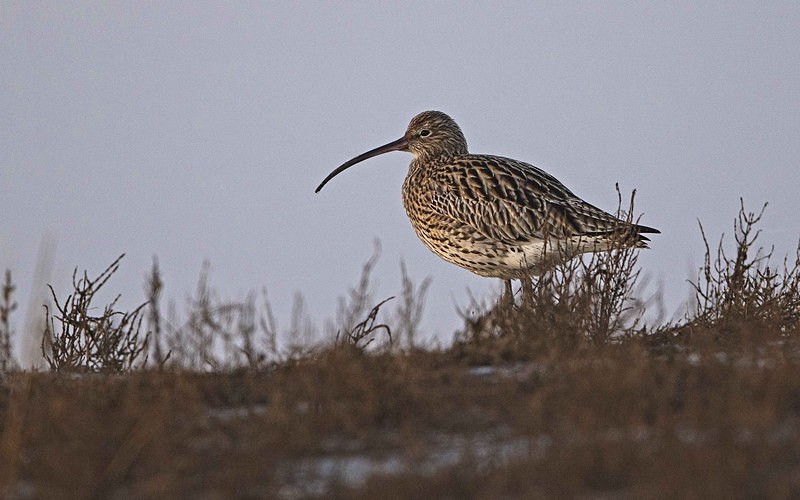 Curlew - Norfolk Winter 2016