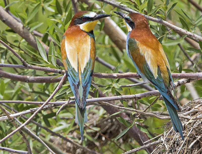 Bee Eaters. - Lesvos, Spring 2017