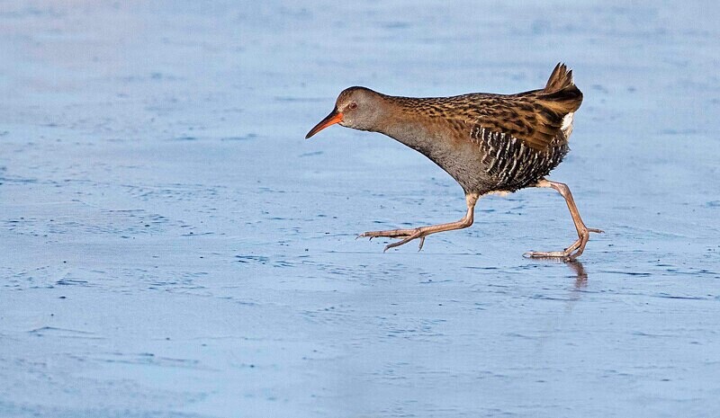 Water rail - Selection Box