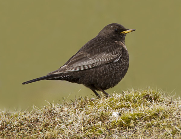Female Ring Ouzel - Thrushes & Ouzels