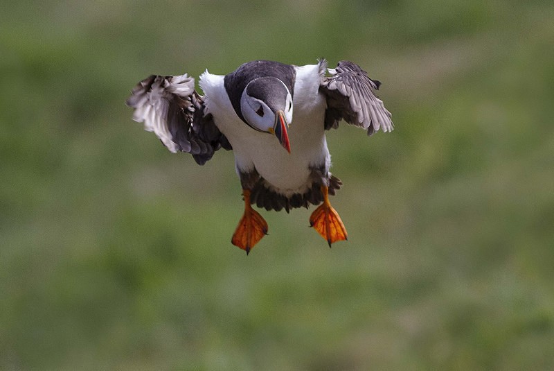 Puffin in flight - Skomer Island July 2014