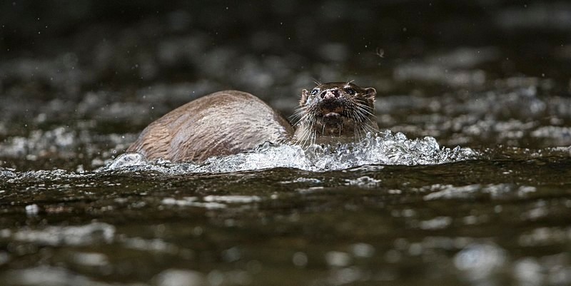 Otter - From around the UK