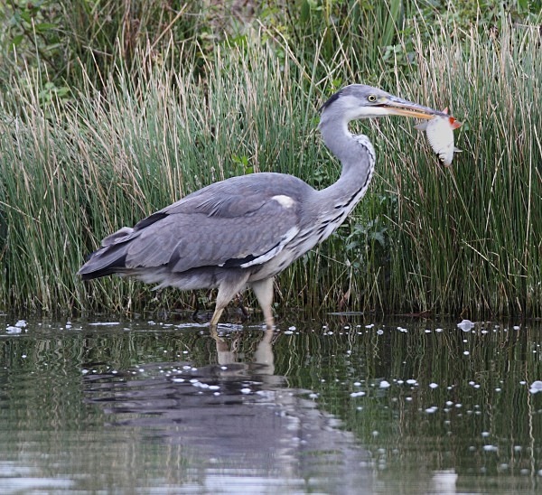 Grey Heron - Norfolk, Autumn 2011