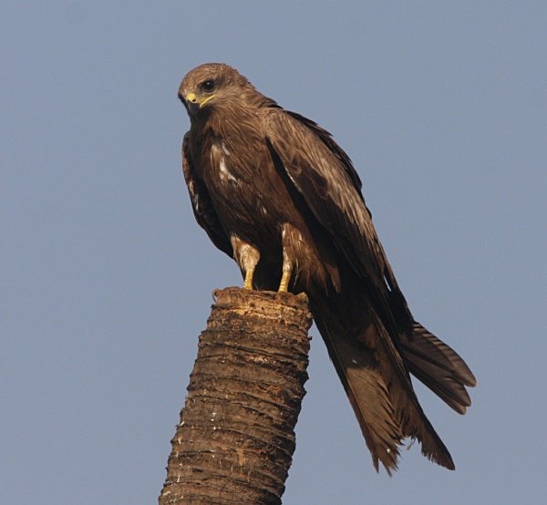 Black Kite - Indian Birds
