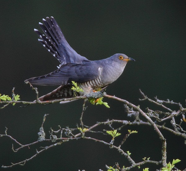 Male Cuckoo - Cuckoos, Shrikes & Waxwings
