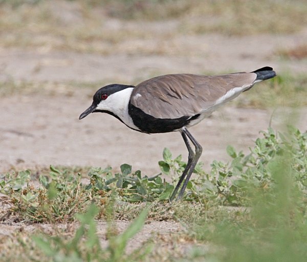 Spur Winged Plover - Cyprus Birds