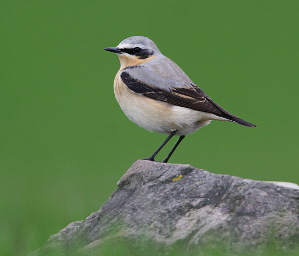 Northern Wheatear - Chats, Sparrows & Starlings